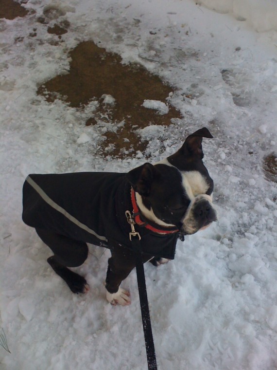 Boston Terrier, Snow