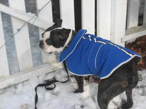 Boston Terrier in the Snow