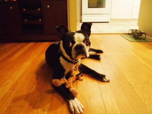 Photo, Boston Terrier