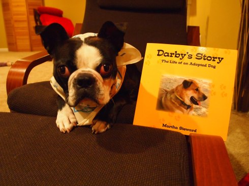Boston Terrier, Photo, Chunyo's Corner, Darby's Story 