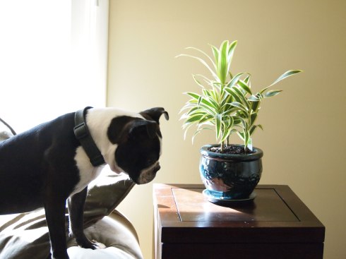 Photo, Boston Terrier, Plant, Chunyo's Corner 