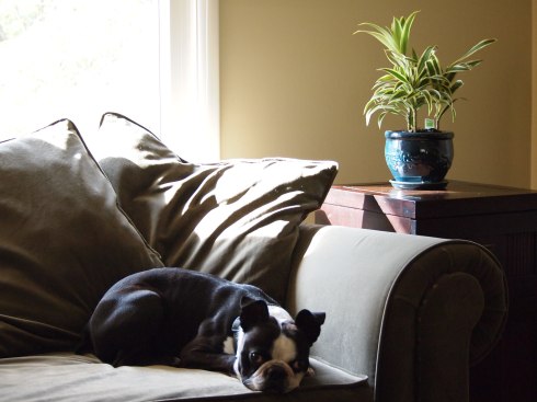 Photo, Boston Terrier, Chunyo's Corner, New Plants