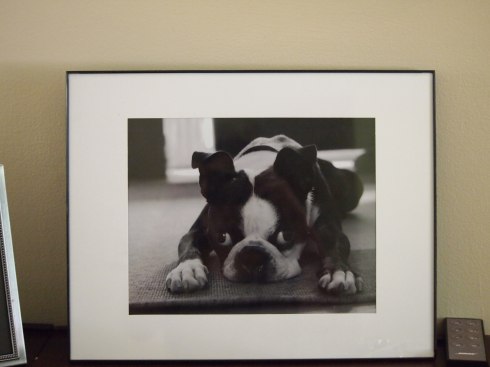 Photo, Chunyo's Corner, Boston Terrier