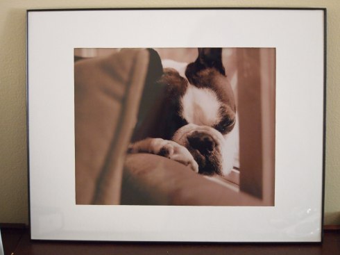 Photo, Chunyo's Corner, Boston Terrier