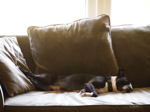 Boston Terrier, Photo, Wordless Wednesday